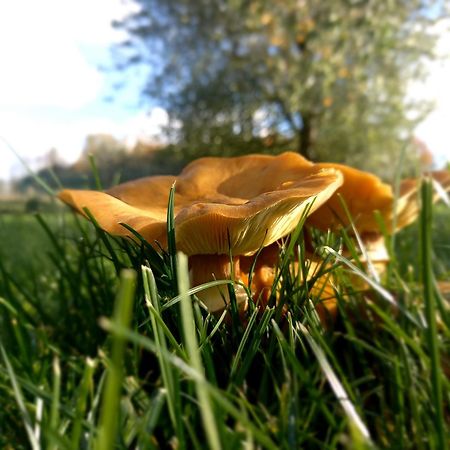 Natuurschoon Vakantiewoning Moorsel Buitenkant foto